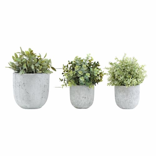 Three plants in small cement pots in a row